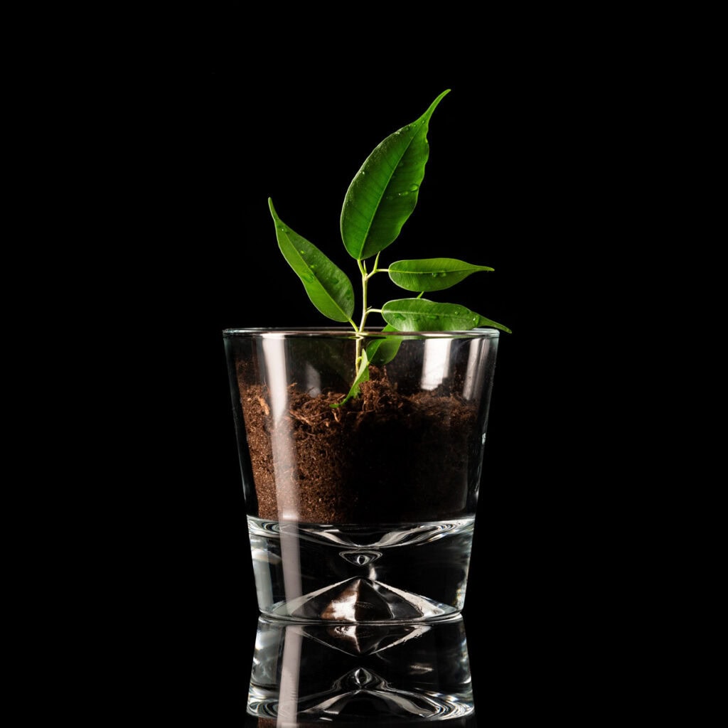 Baum im Glas zur Darstellung einer Baumbestattung